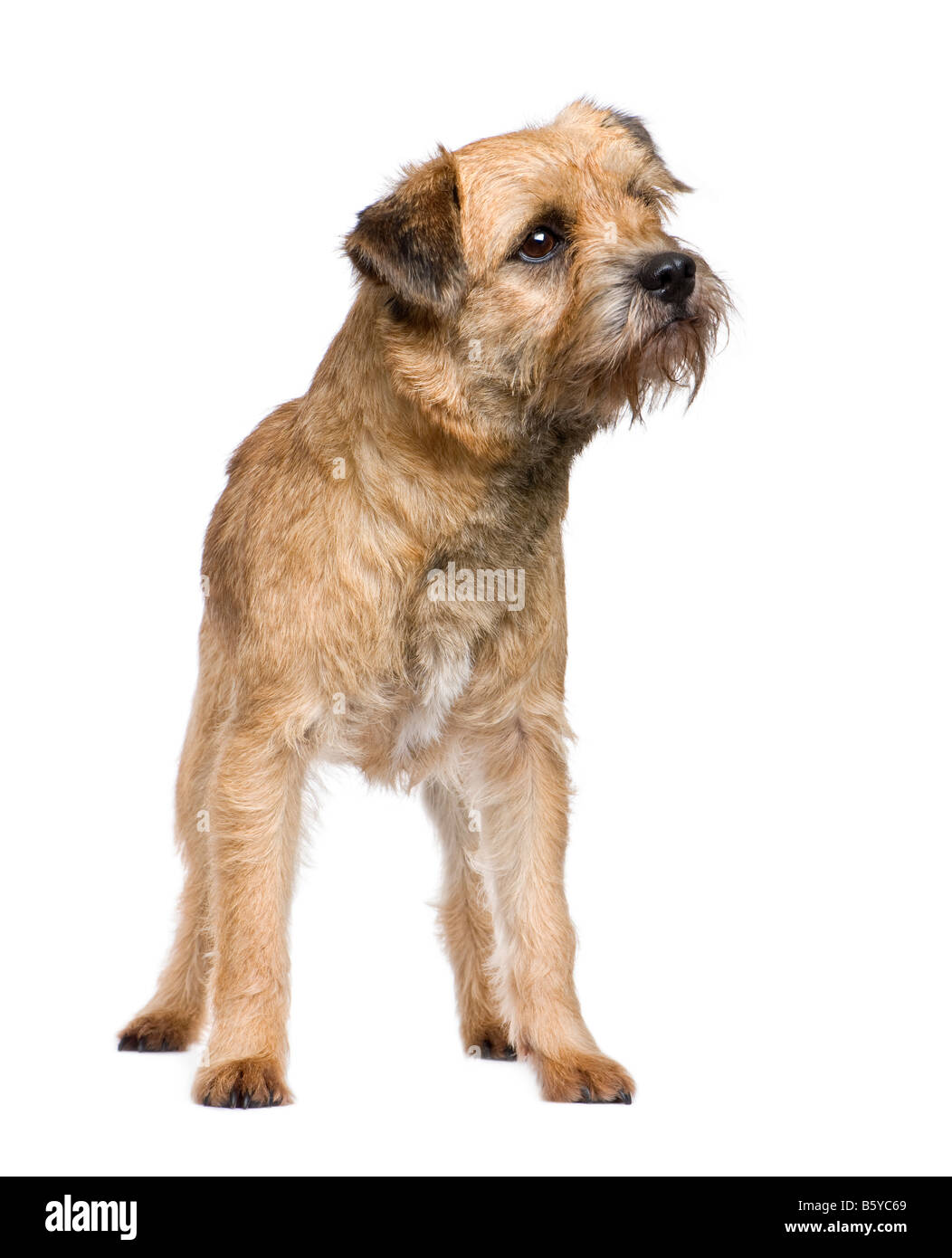 Border terrier hi-res stock photography and images - Alamy