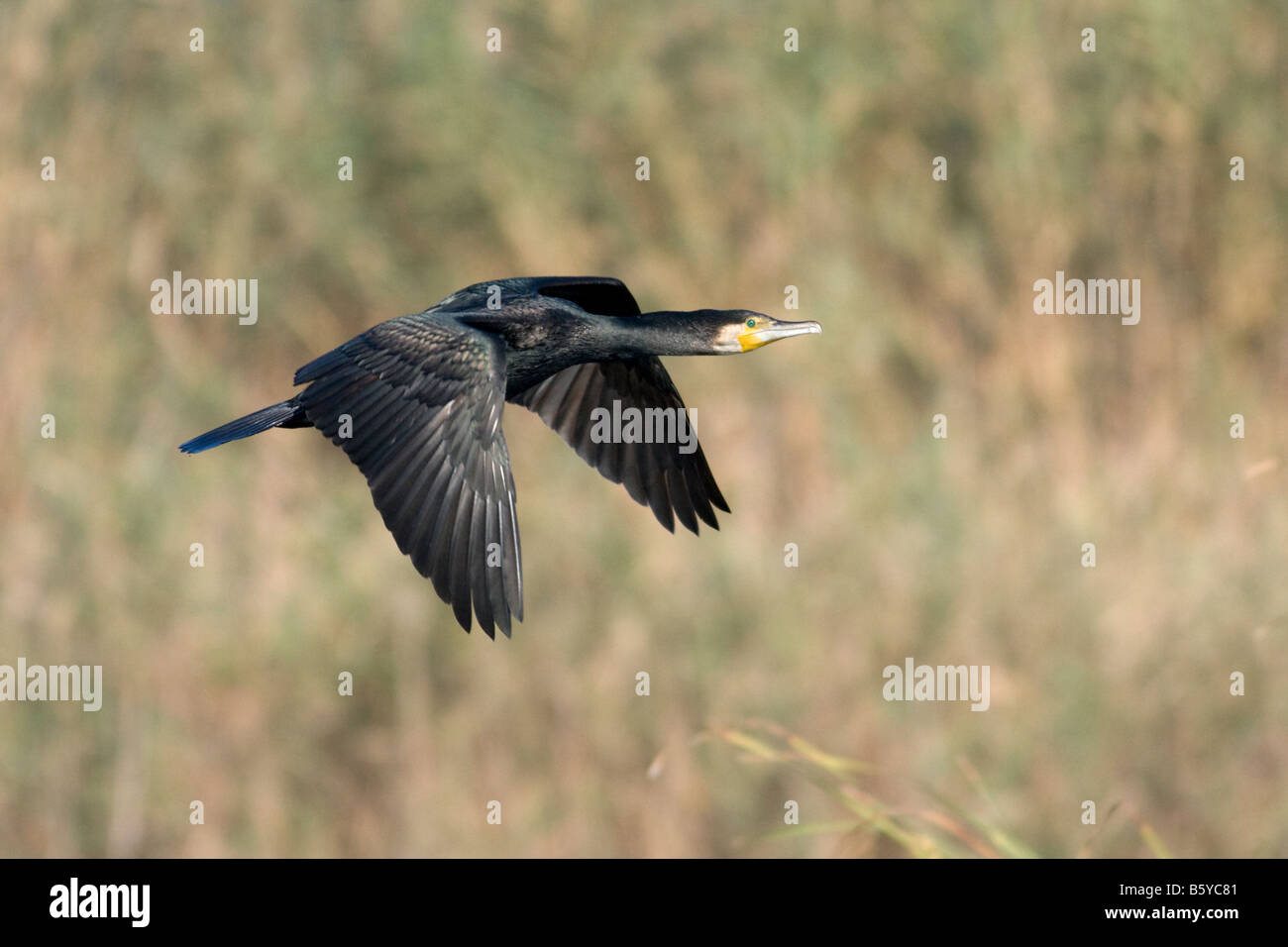 Great cormorant , Phalacrocorax carbo , in flight Stock Photo