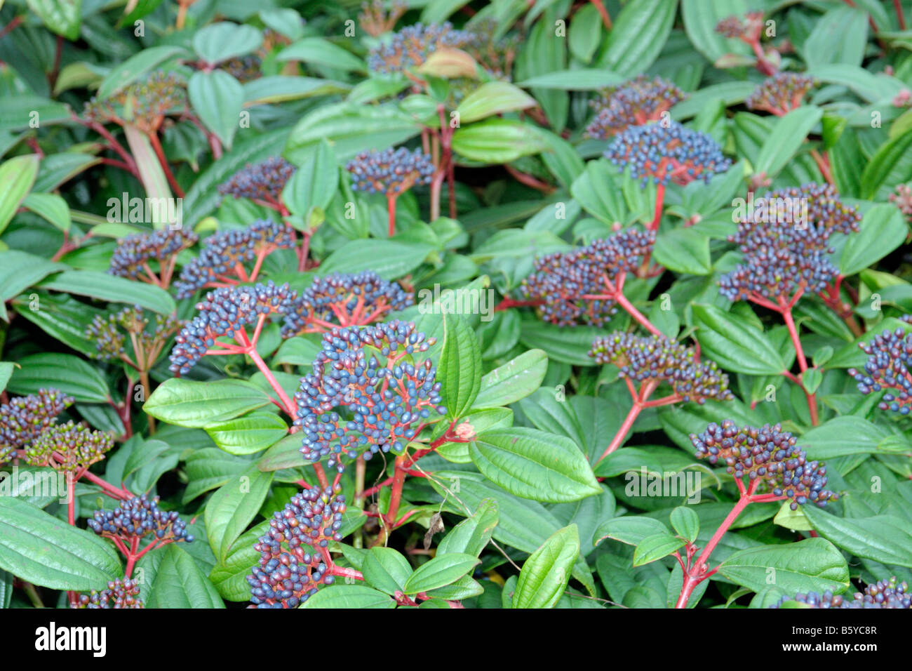 Viburnum davidii hires stock photography and images Alamy