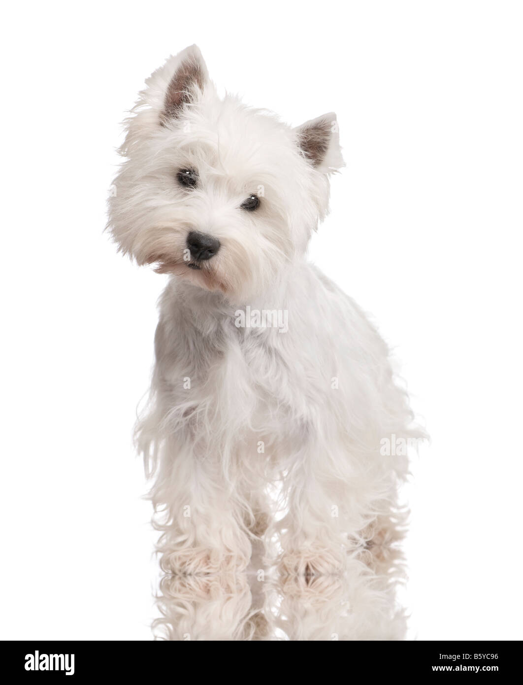 West Highland White Terrier 3 years in front of a white background Stock Photo