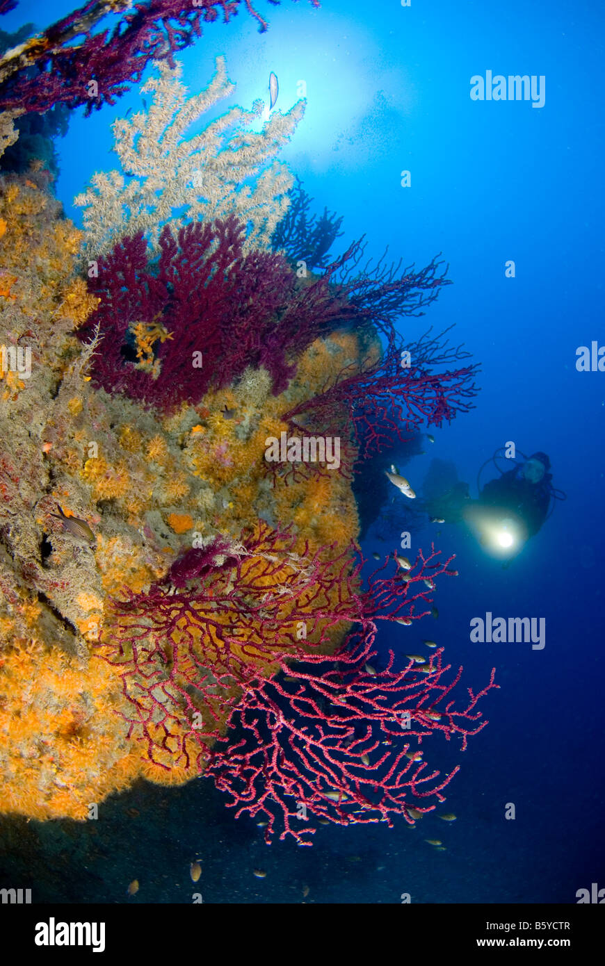 Scubadiver swimming along colorful block with gorgonians and black coral, Liguria, Italy Stock Photo