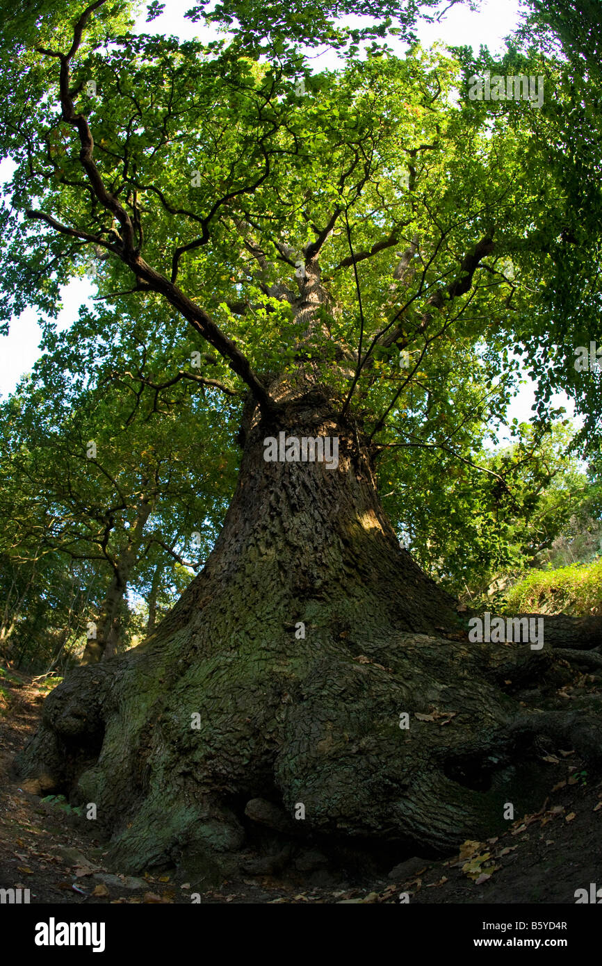 Ancient common english oak tree trunk branches Quercus Robur woodland summer sun Shropshire England UK Stock Photo