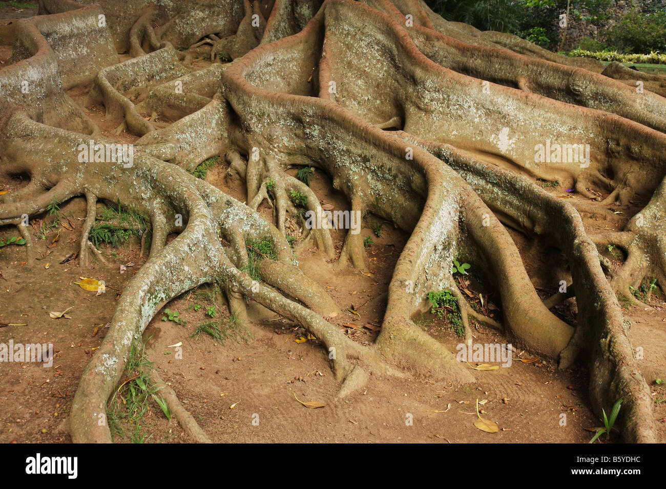 Gummy tree roots in Jardim Antonio Borges in Ponta Delgada, Azores, Portugal Stock Photo