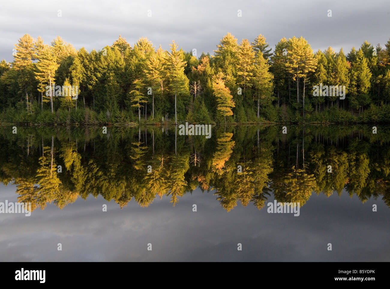 The late afternoon sun illuminates the treetops against a dark cloudy sky, all reflected in the perfectly still water of a lake. Stock Photo