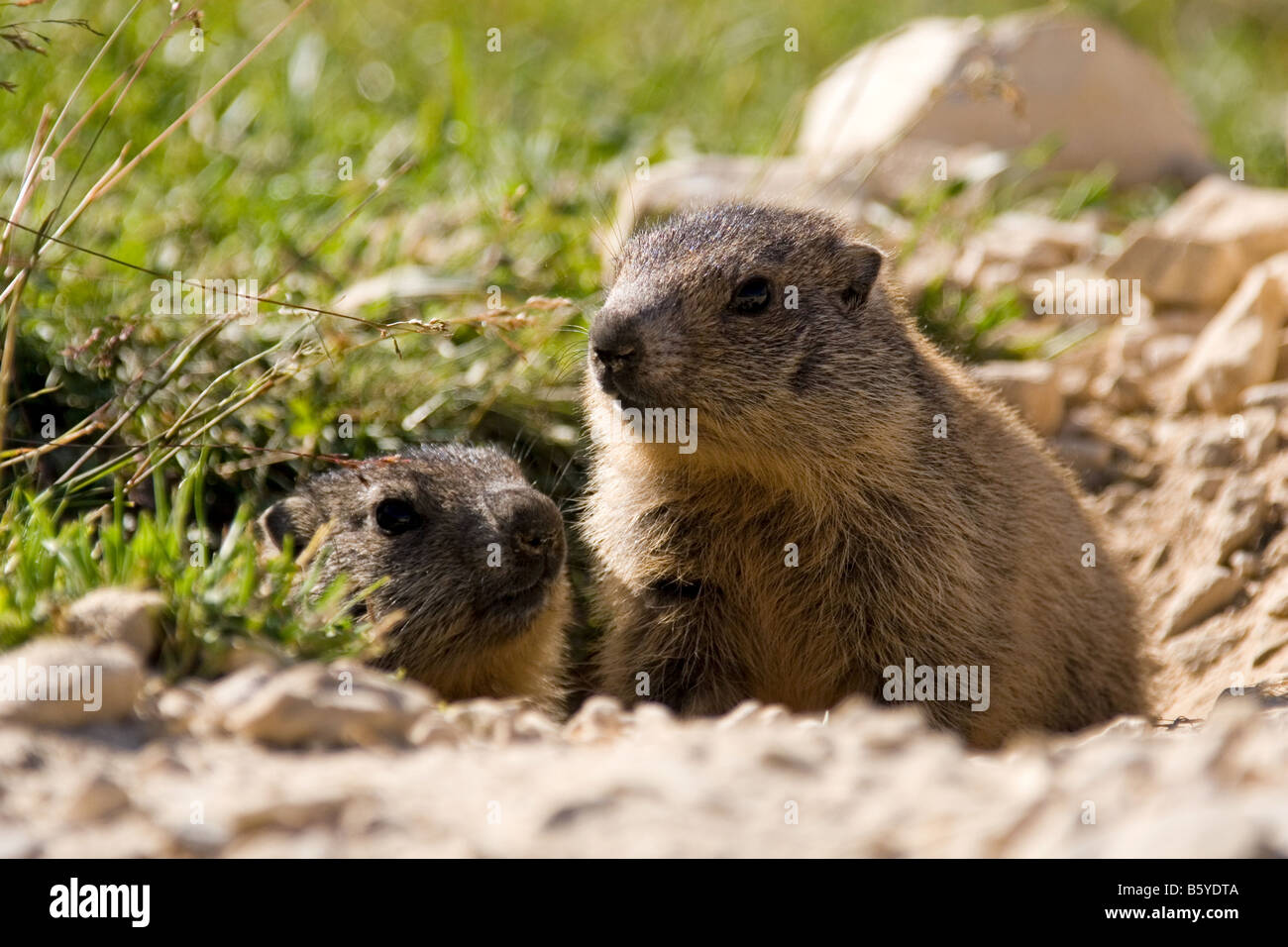 Marmots (Marmota) in front of their den, Sesto Dolomites, Italy Stock Photo