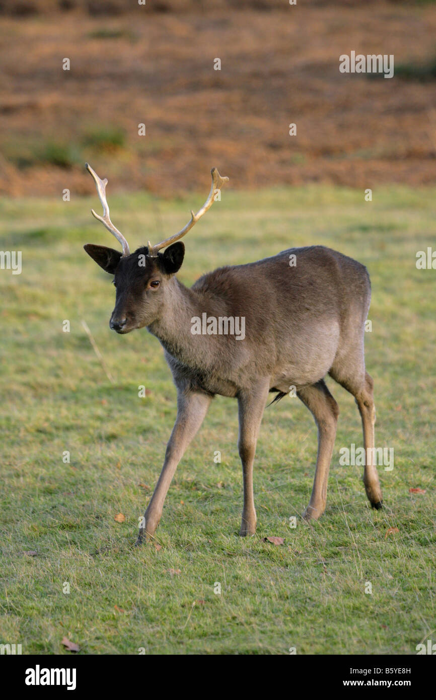 Fallow Deer Dama dama single adult male dark form standing on grass Taken November Knole Park Kent UK Stock Photo