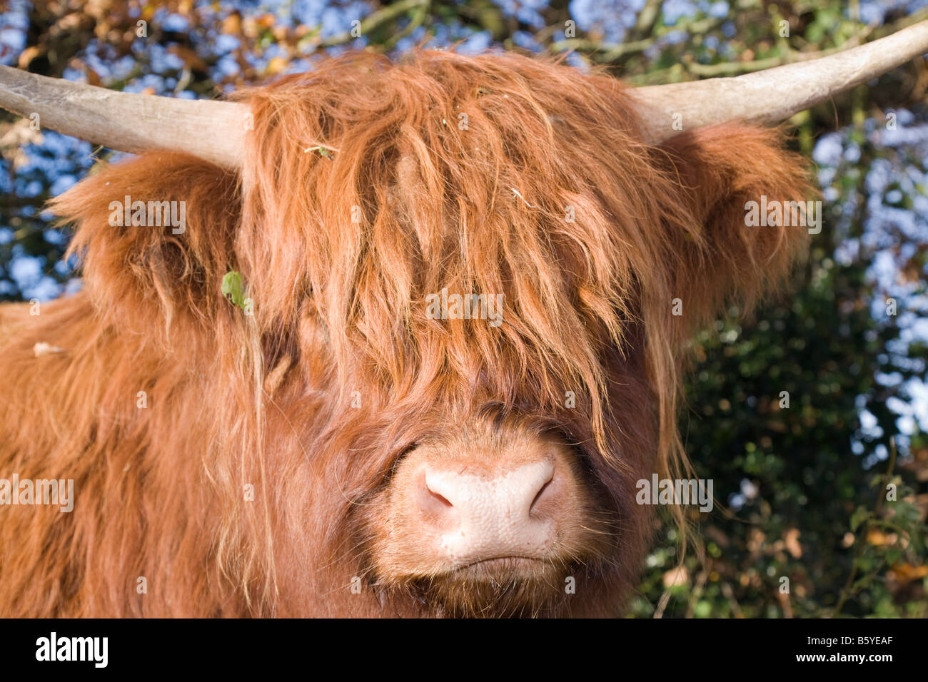 Britain UK Highland cow head and face covered with long fur Stock Photo