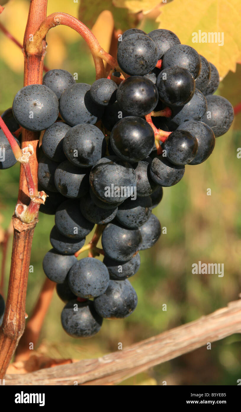 wine on the vine Stock Photo