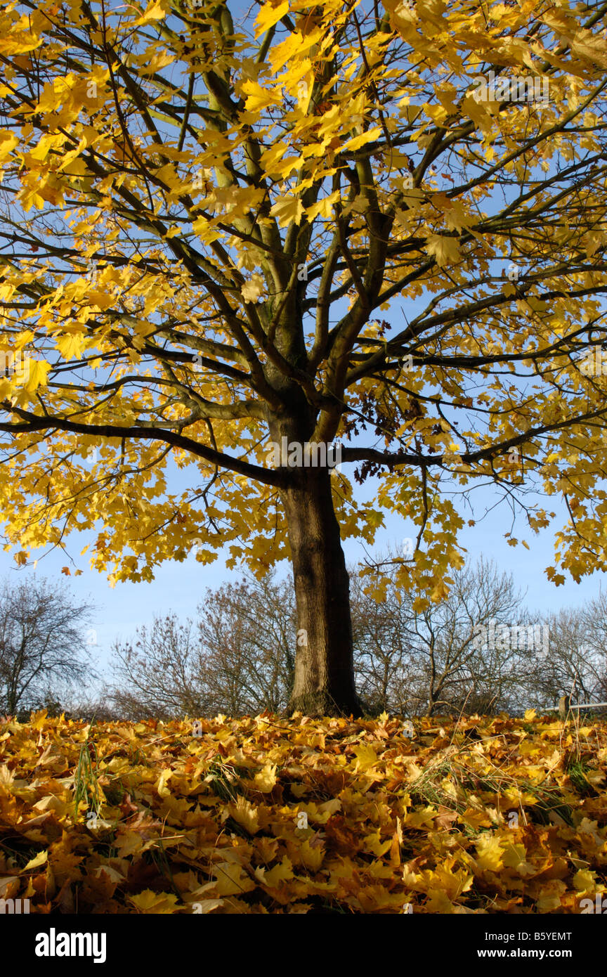 Maple Tree in close up Stock Photo Alamy