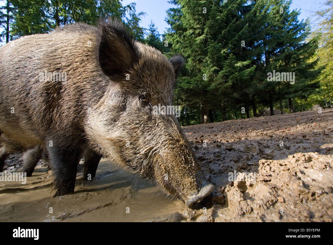 Wild boar (Sus scrofa), Wildlife Park Daun, Vulkaneifel, Germany Stock Photo