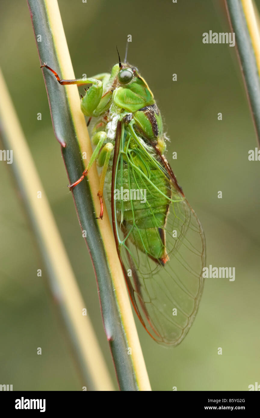 Subalpine Green Cicada Kikihia subalpina Stock Photo