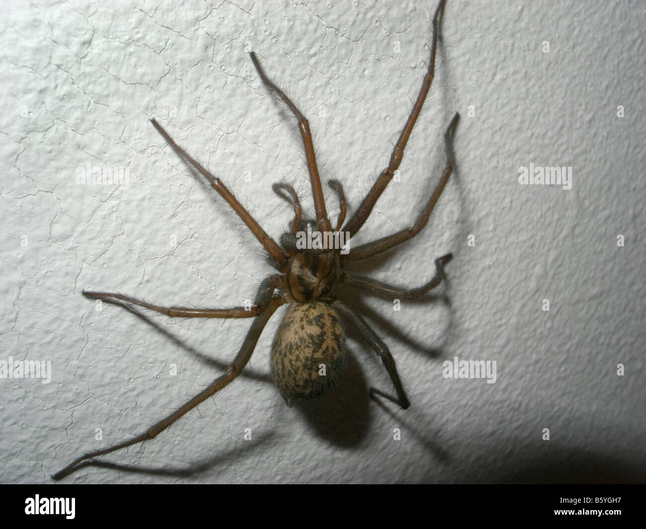 Common house spider- Tegenaria Gigantea Stock Photo