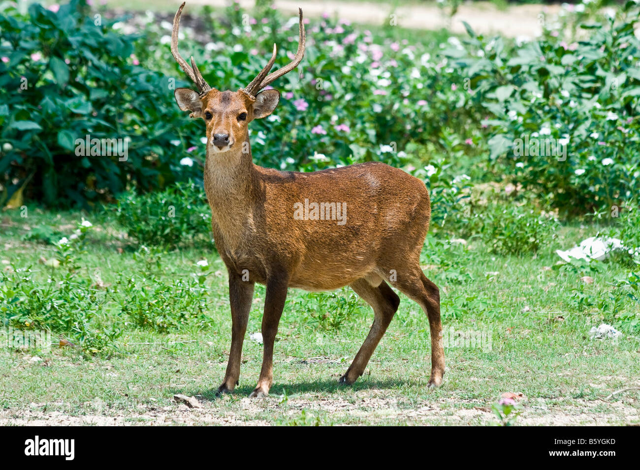 Deer hirsch horn geweih asia Stock Photo