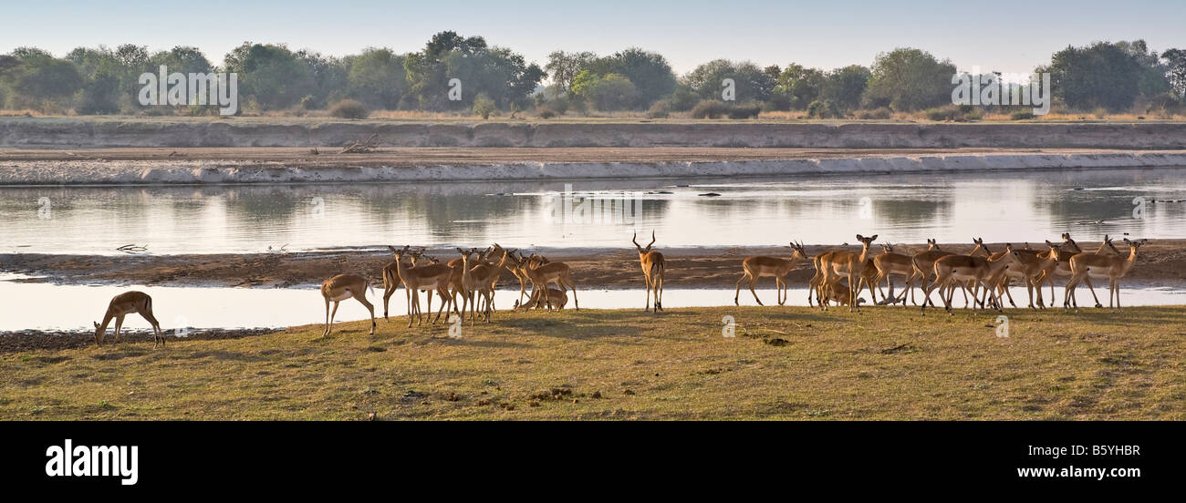 Impala at South Luangwa National Park in Zambia Stock Photo