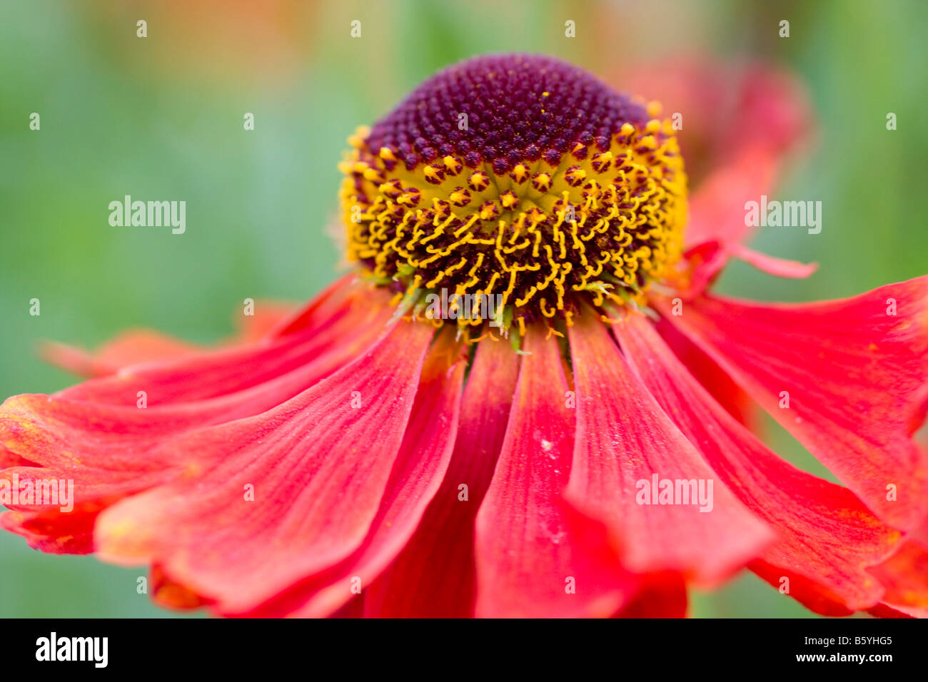 Helenium close up of flower hi-res stock photography and images - Alamy