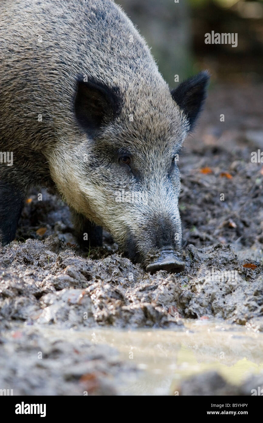 Wild boar (Sus scrofa), Wildlife Park Daun, Vulkaneifel, Germany Stock Photo