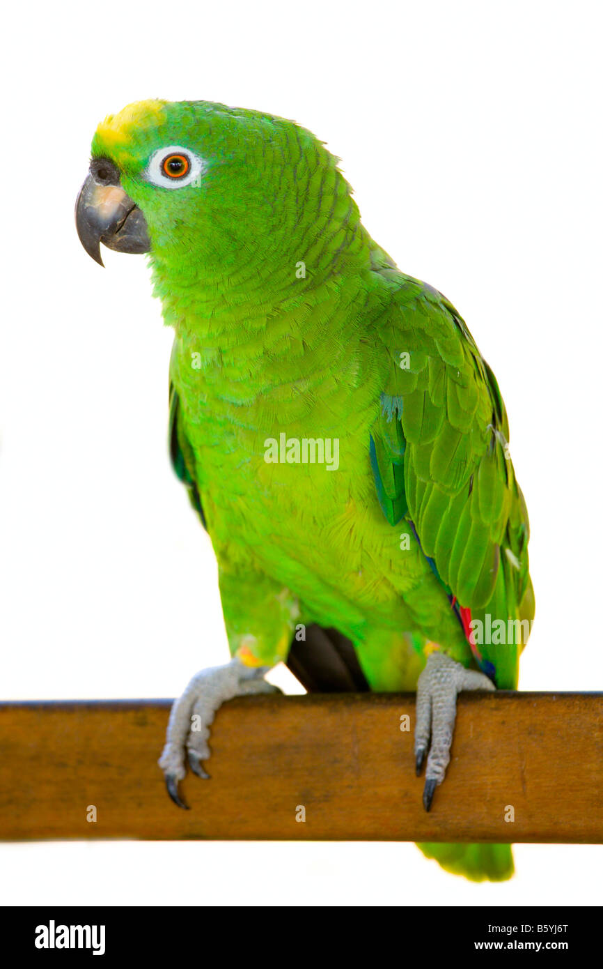Yellow crowned Amazon Parrot Stock Photo