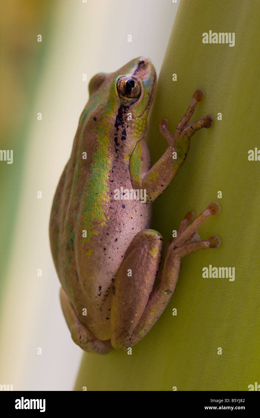 frog green amphibian toad Uganda Africa Stock Photo