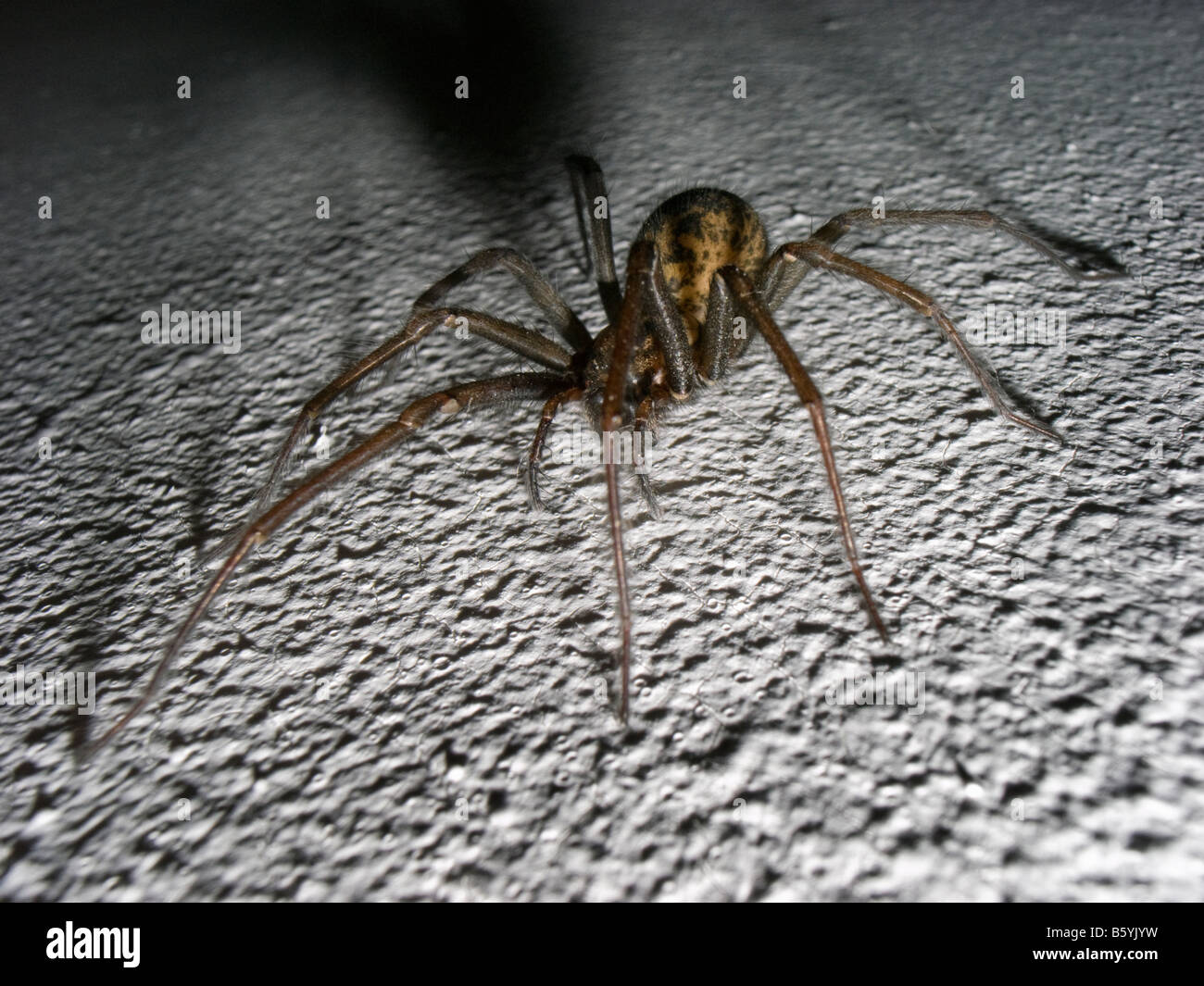 Common house spider- Tegenaria Gigantea Stock Photo