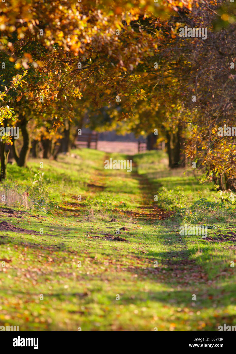 Landscape in Autumn colours shot at Redgrave & Lopham fen in Suffolk. Stock Photo
