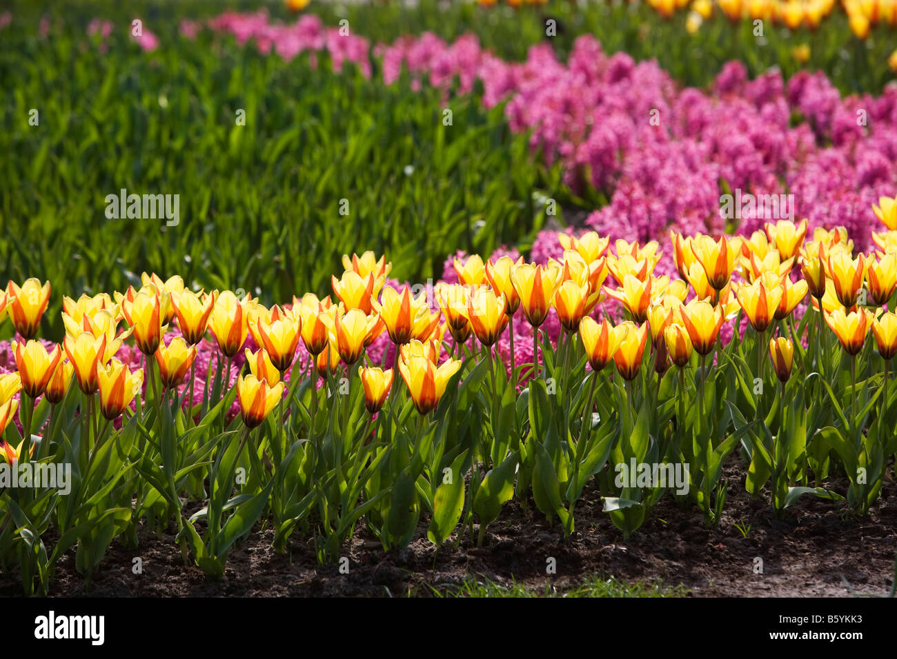 Tulips bloom at Keukenhof, the world’s largest flower garden, located