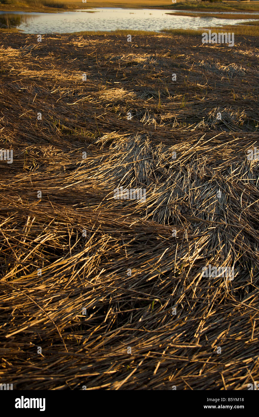 Detail of reed in a saltwater marsh along the coast of South Carolina near Charleston Stock Photo