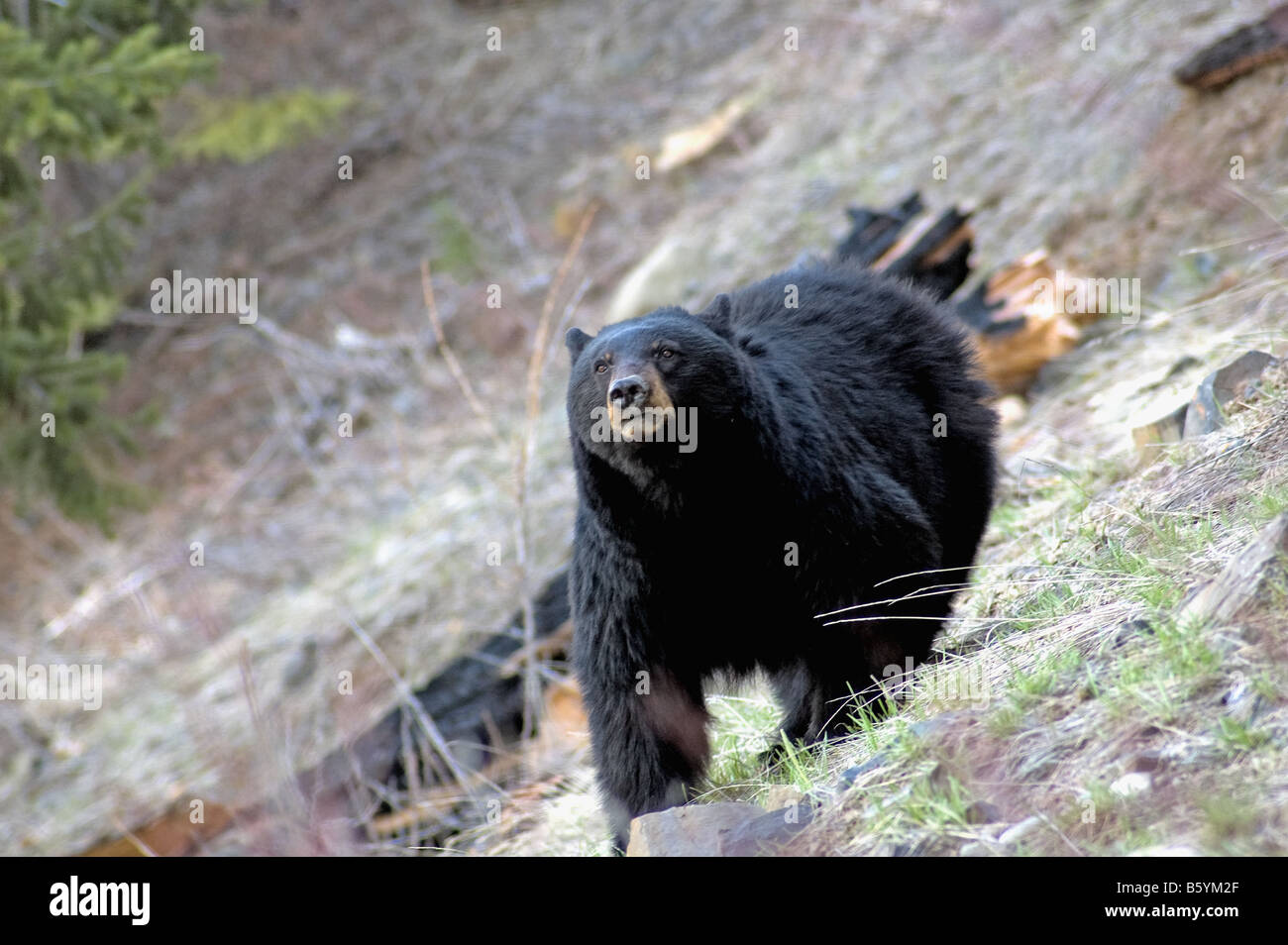 A female black bear, Ursus americanus, in Yellowstone National Park ...