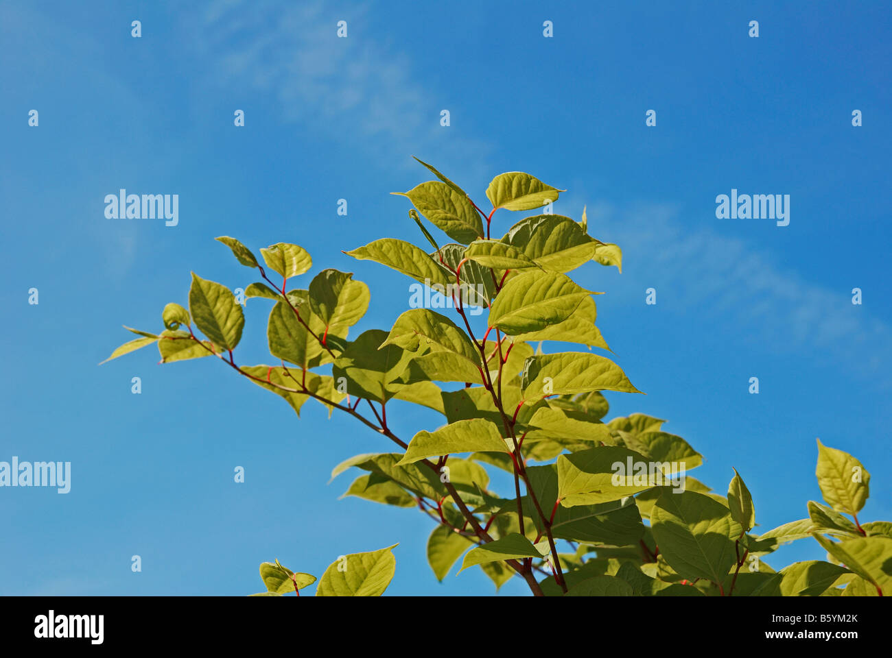 japanese knotweed against a clear blue sky Stock Photo