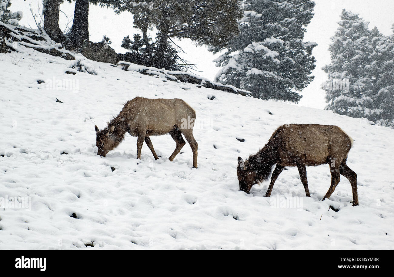 Elk find food in the snow-covered landscape of Yellowstone National Park Stock Photo