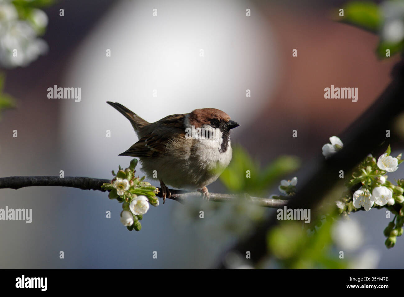 The Sparrow - Twenty3 – tagged vsinvisiblebra