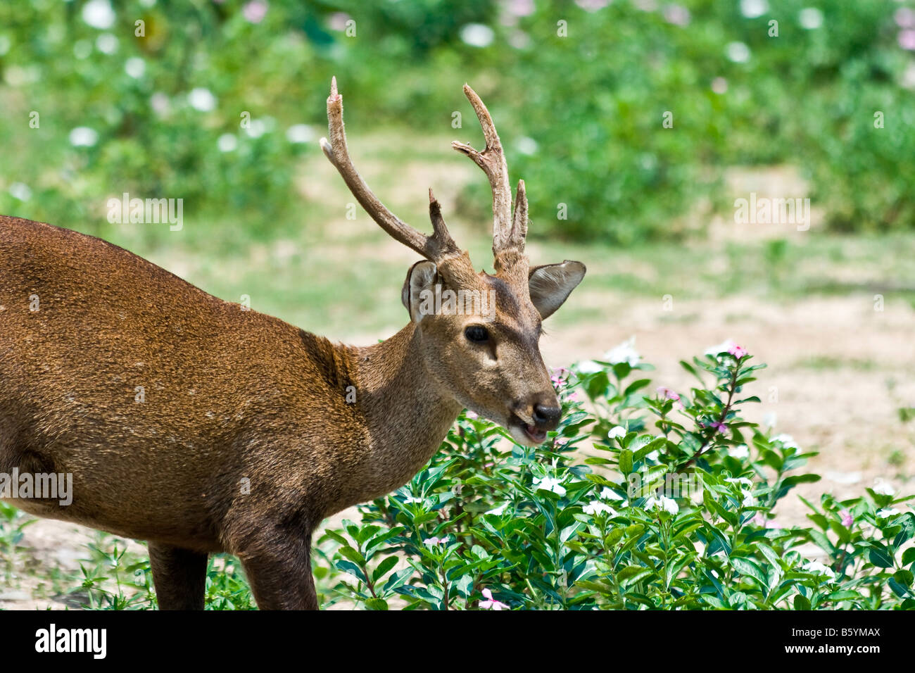 deer Asia hirsch geweih Stock Photo