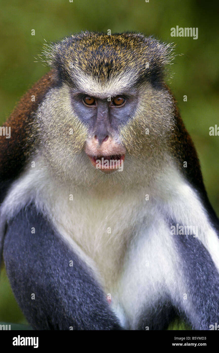 Grenada Mona Monkey portrait closeup face eyes nature detail Grenada Grand Etang rain forest southern caribbean animals wildlife Stock Photo