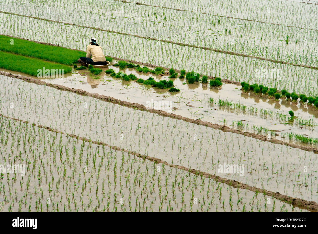 Vietnam paddy-field paddy plant poison rice new nature woman Stock ...