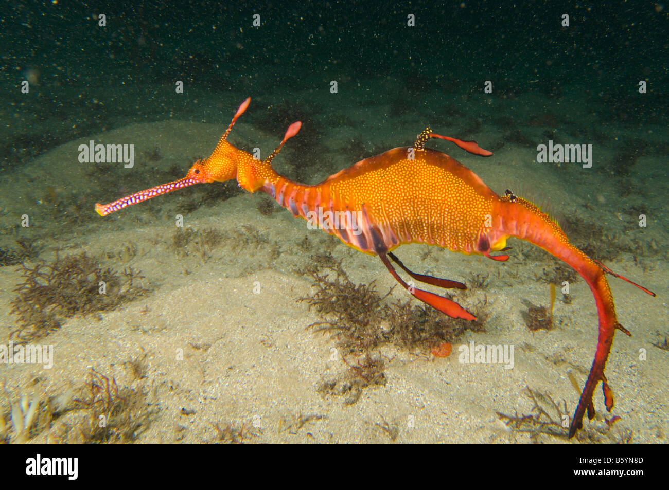 Weedy Seadragon Phyllopteryx Taeniolatus In Sydney Harbour Stock
