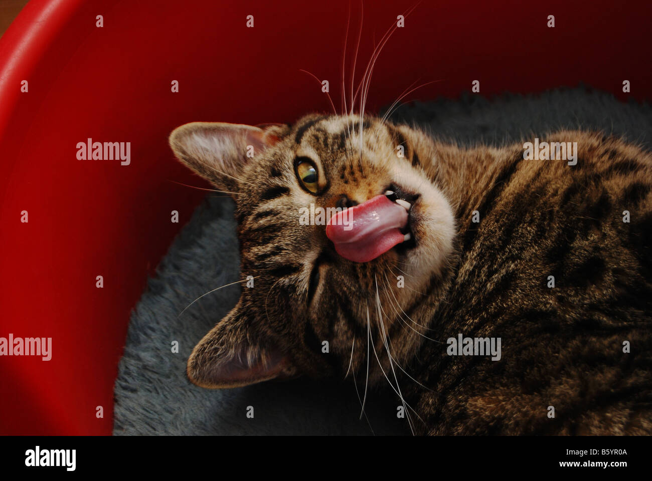 A young pedigree British Shorthaired Cat licking his lips Stock Photo