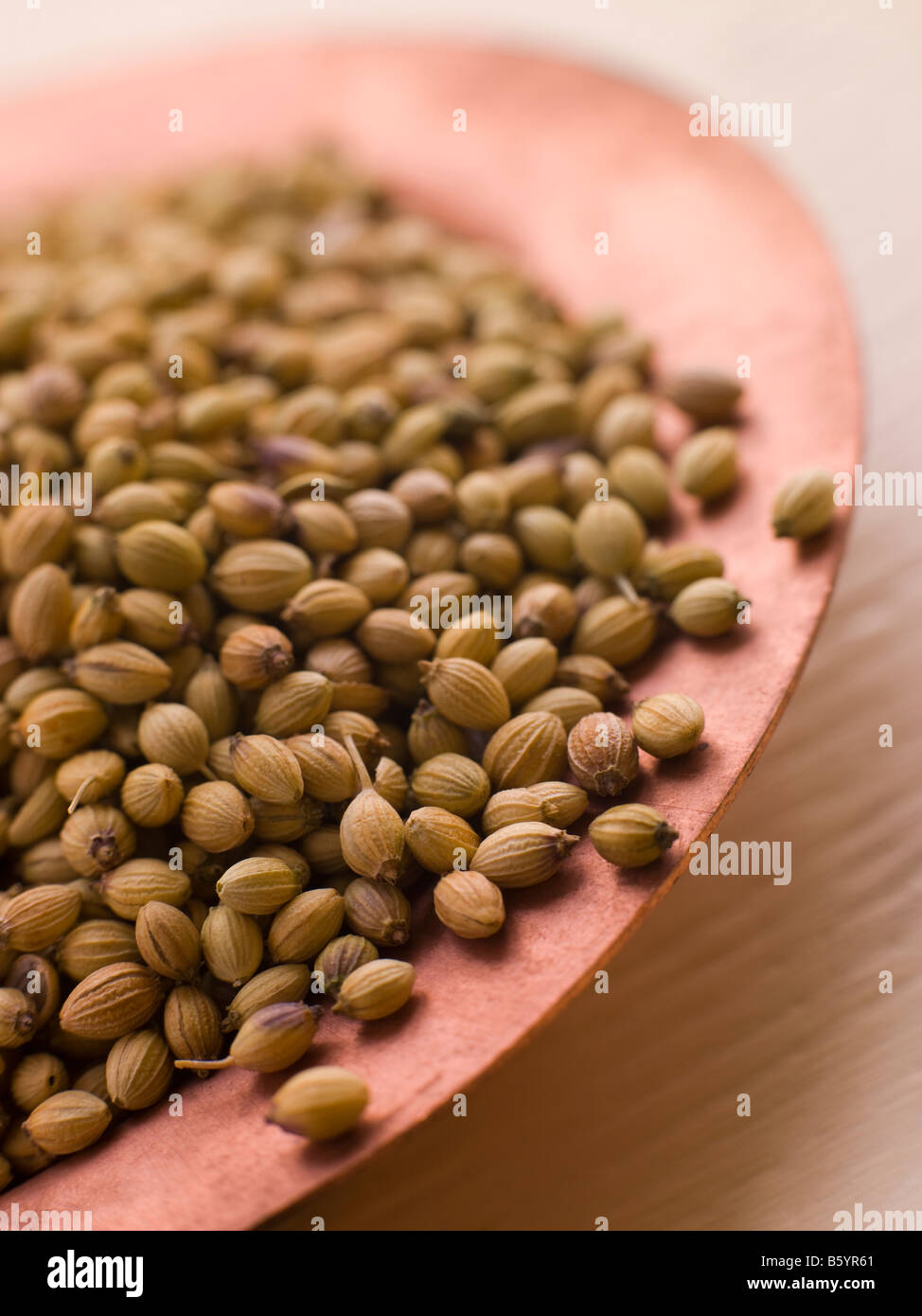Dish of Coriander Seeds Stock Photo Alamy
