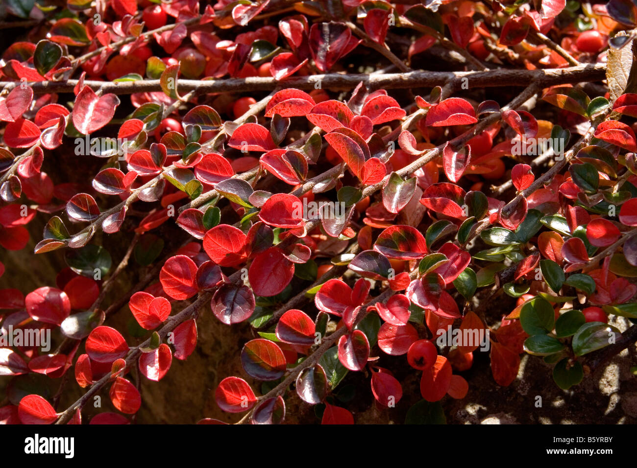 Cotoneaster bush displaying rich red autumnal colours Stock Photo