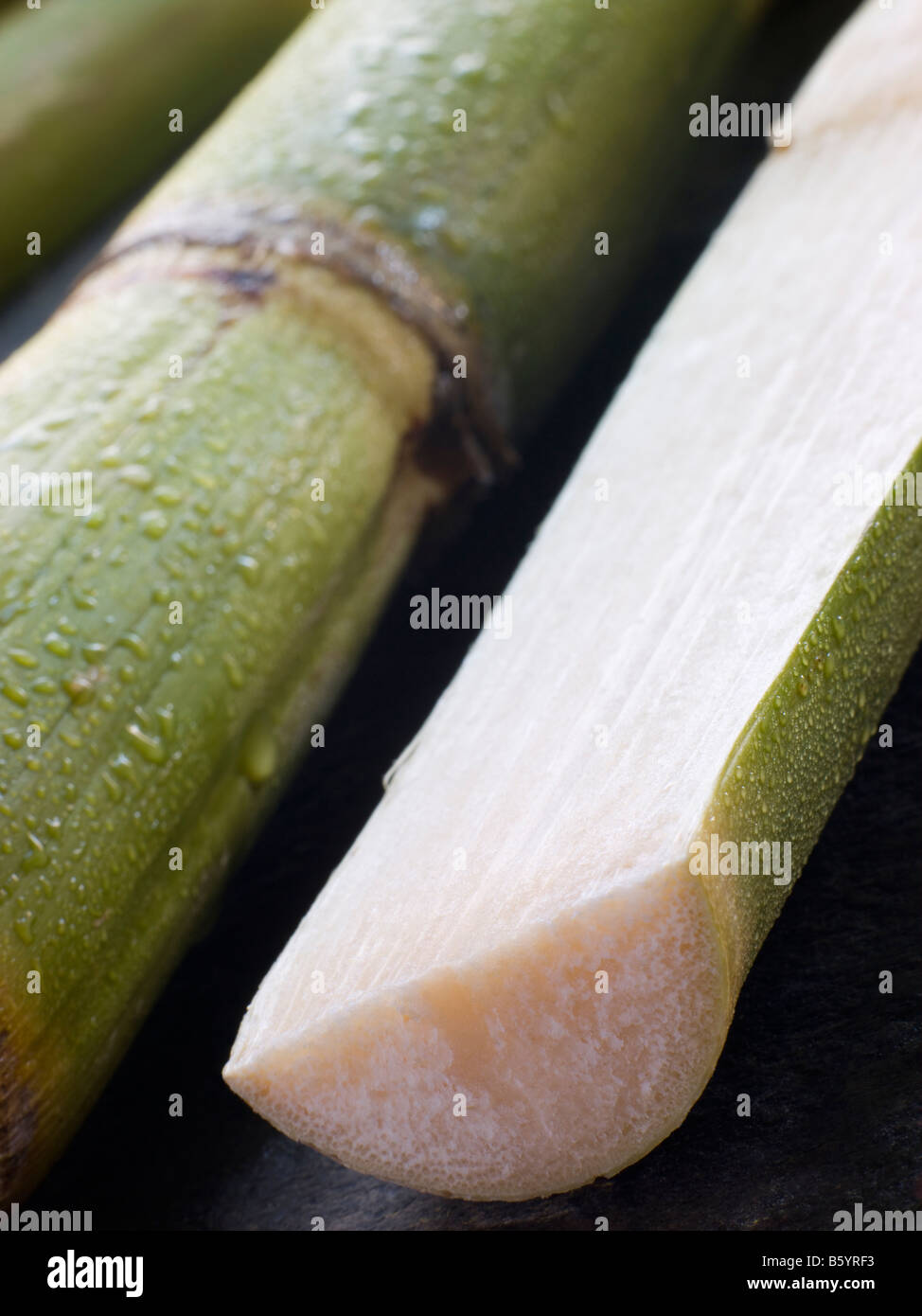 Рубщик сахарного тростника 8. Стебель сахарного тростника. Сахарный тростник. Сахарный тростник в разрезе. Стебель сахарного тростника в разрезе.