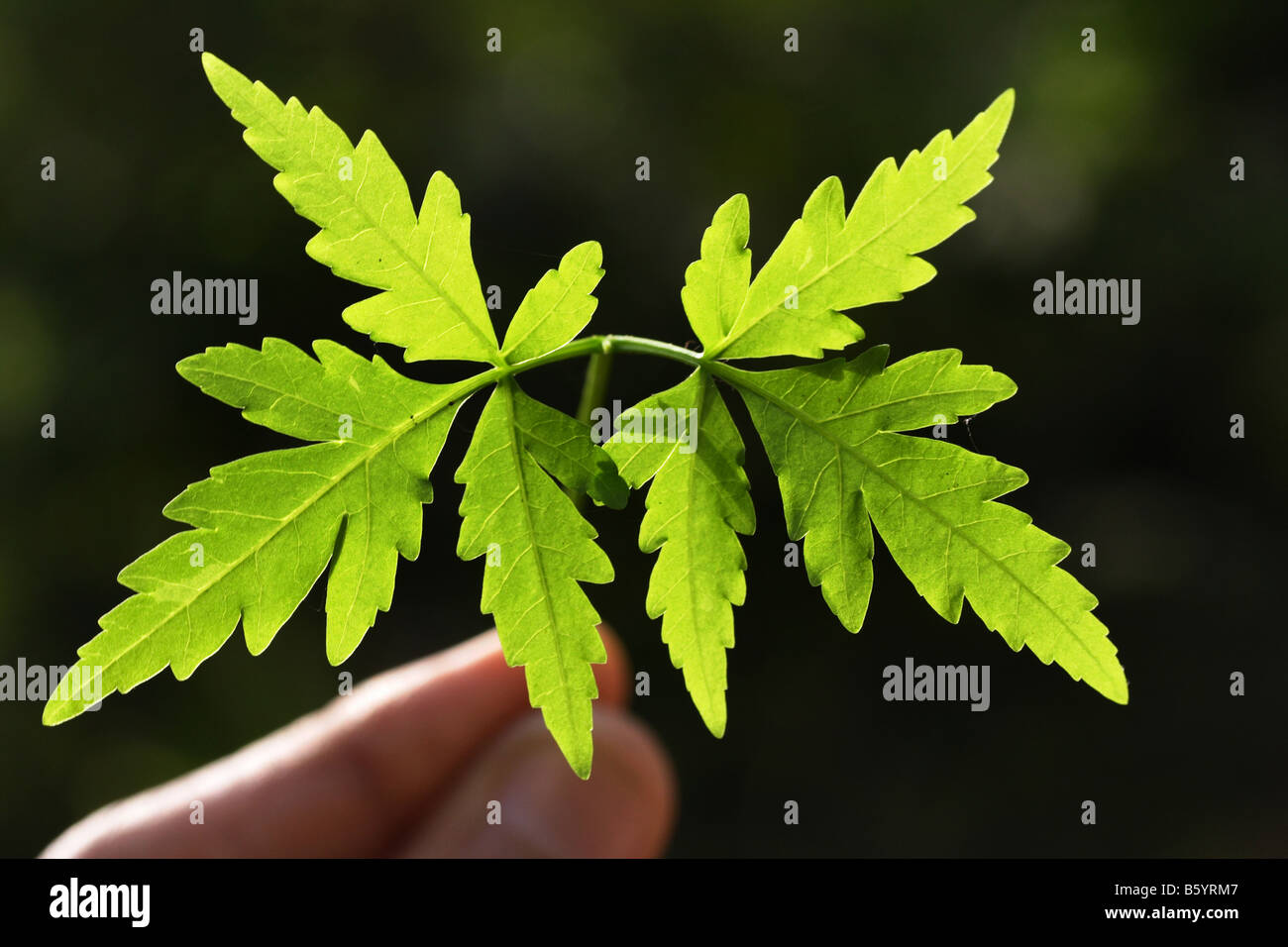 Green vein leaves hi-res stock photography and images - Alamy