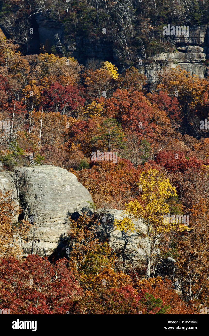 Autumn Color in Daniel Boone National Forest McCreary County Kentucky