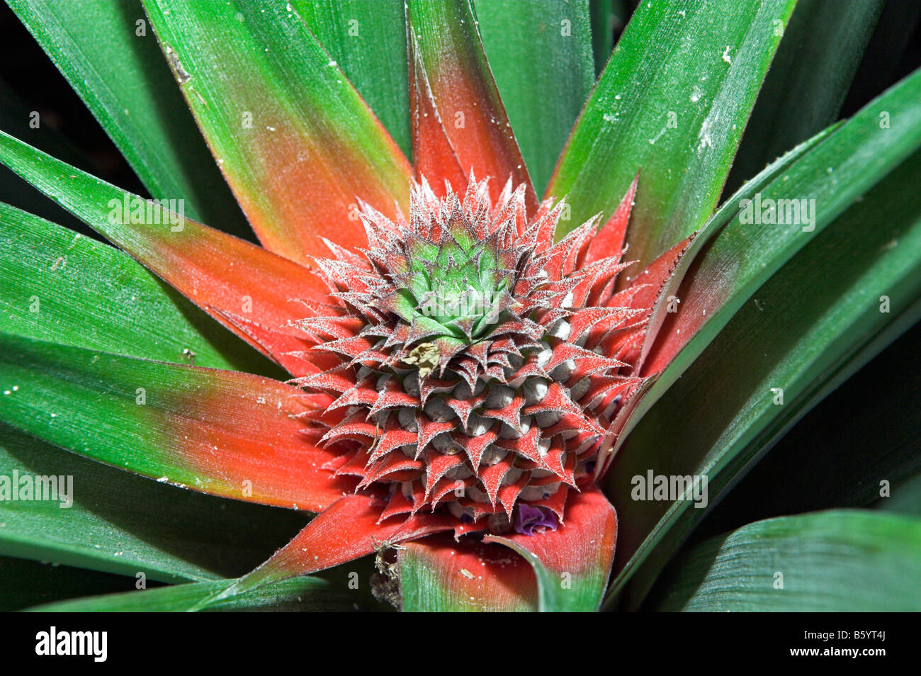 Young pineapple Ananas comosus starting to develop Stock Photo