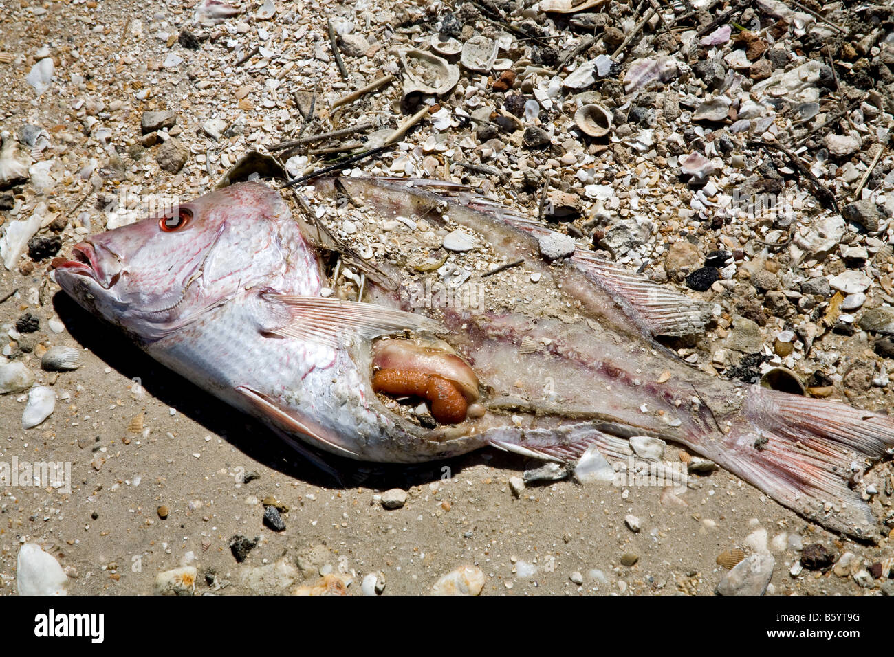 Dead fish on a brown sand beach on a beach in Florida Stock Photo