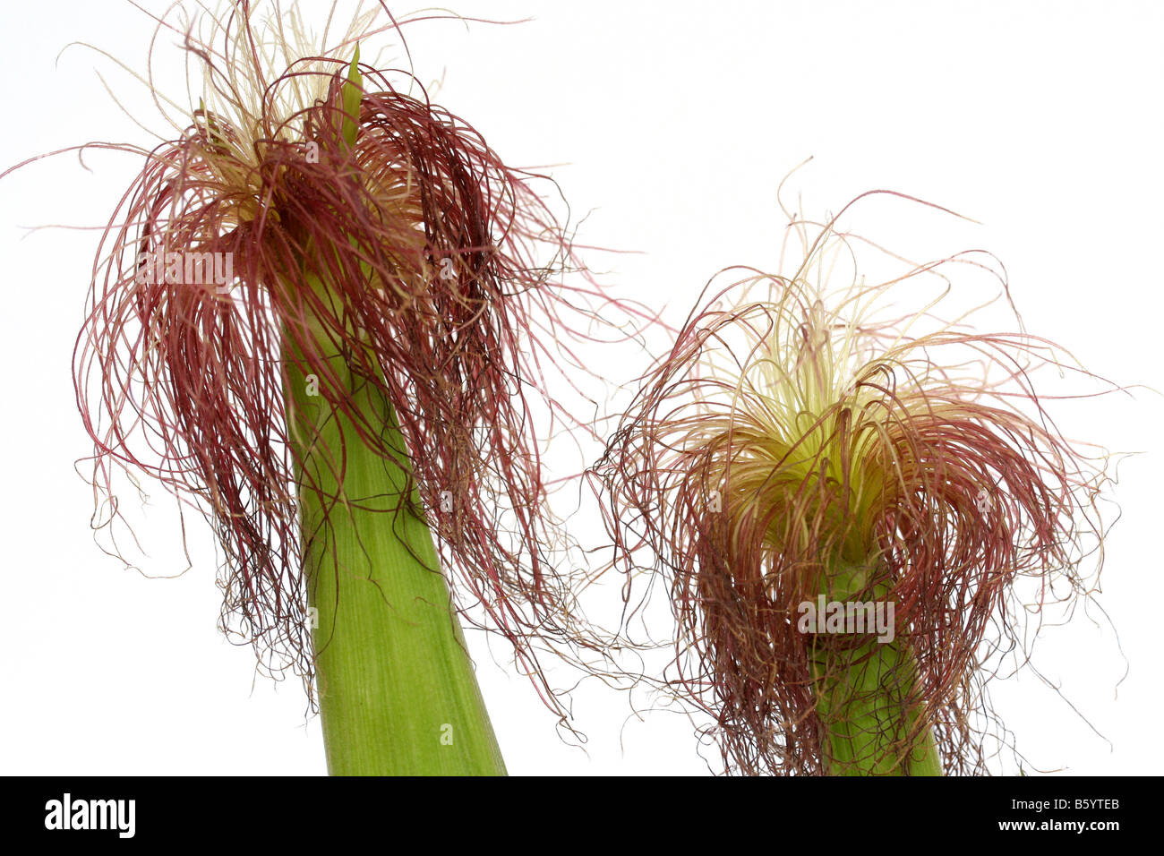Cornsilk Zea mays Stock Photo