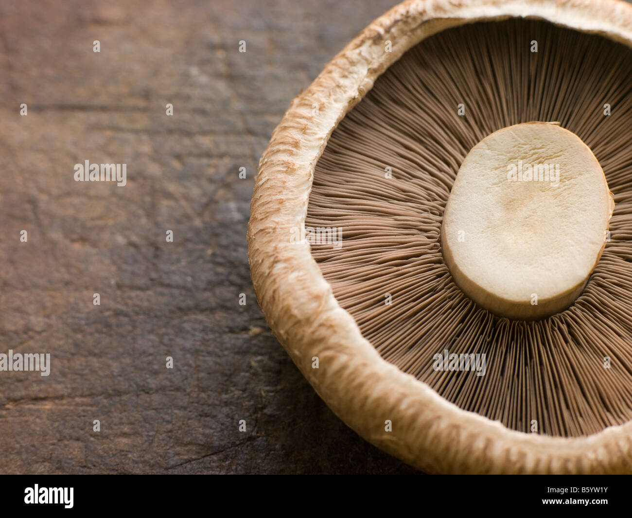 Portobello Mushroom Stock Photo Alamy