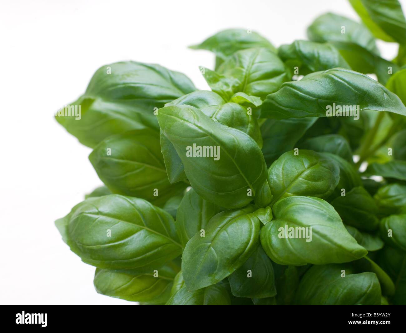 Bunch Of Fresh Basil Stock Photo Alamy