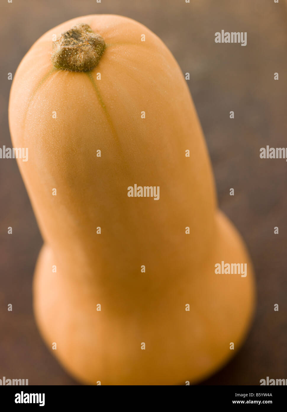 Butternut Squash Stock Photo