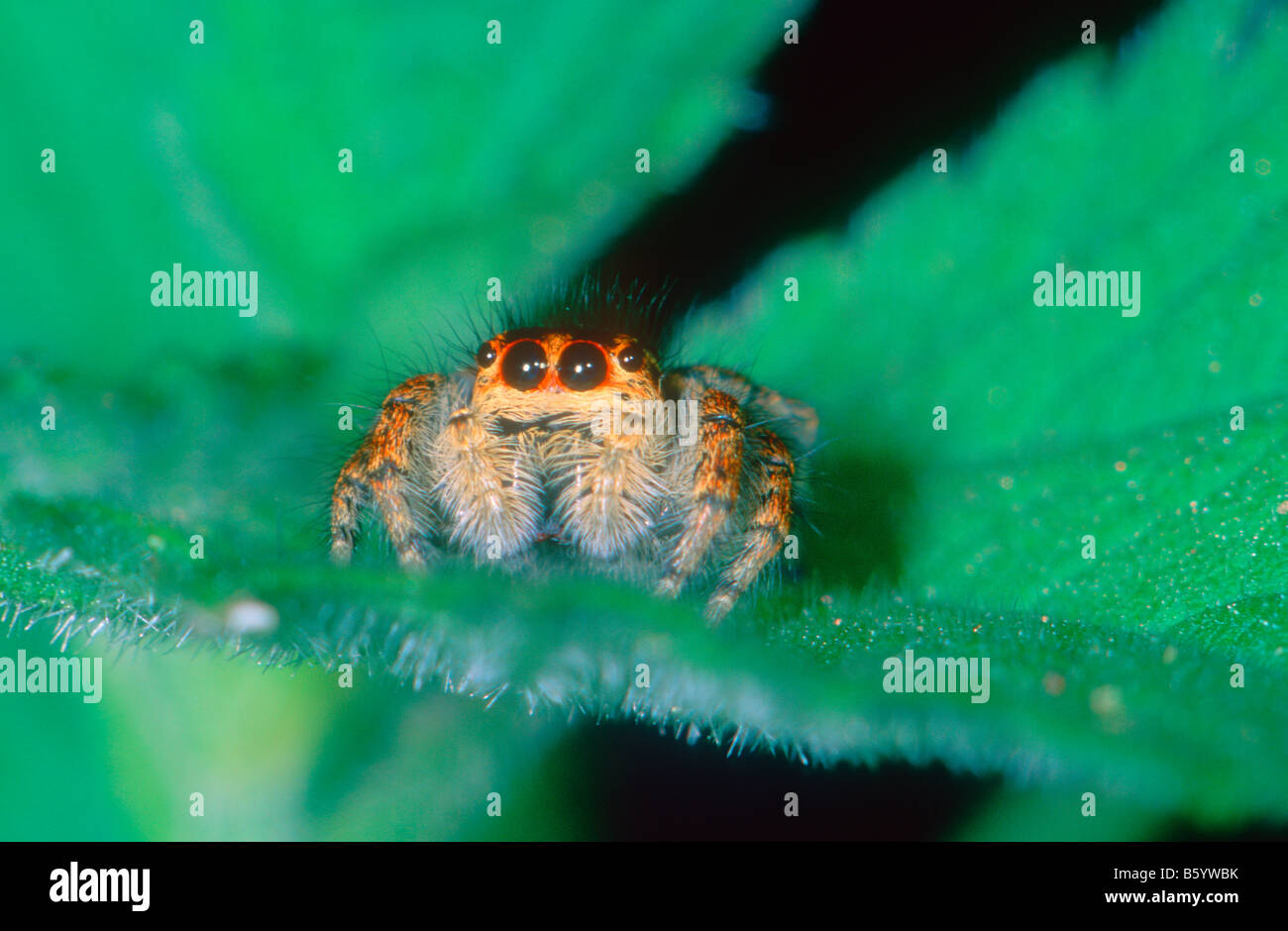 Jumping Spider, Family Salticidae. Front view Stock Photo