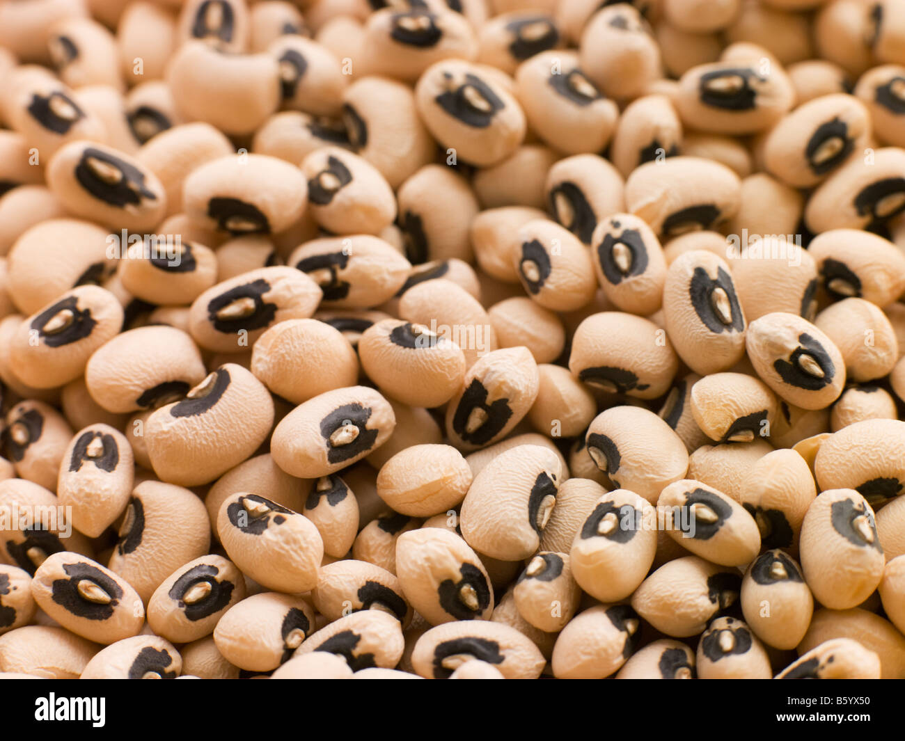 Black Eyed Beans Stock Photo Alamy