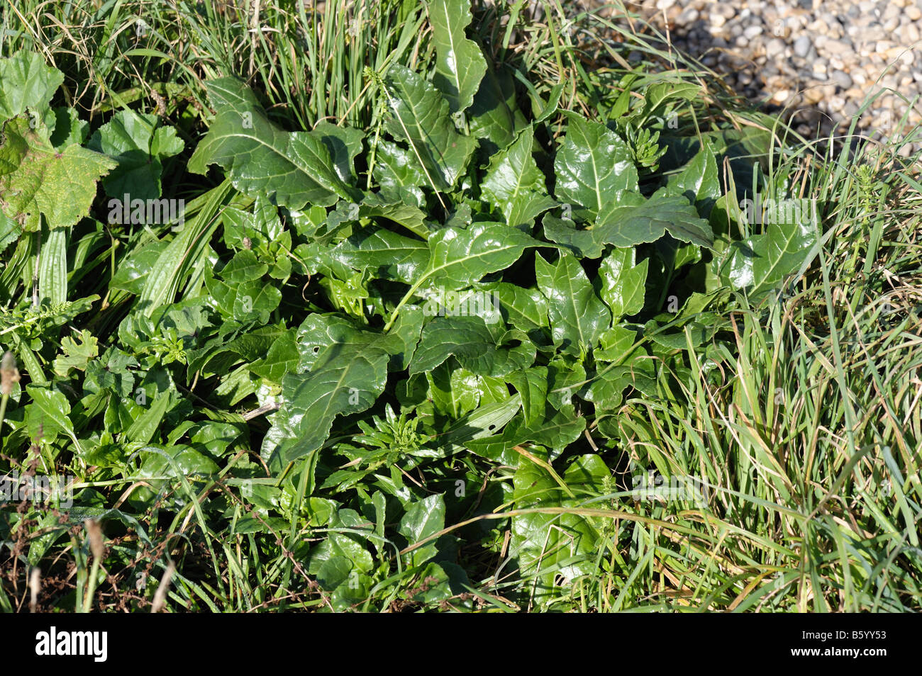 Sea beet Beta vulgaris ssp Maritima flowering plant on pebble beach Devon Stock Photo