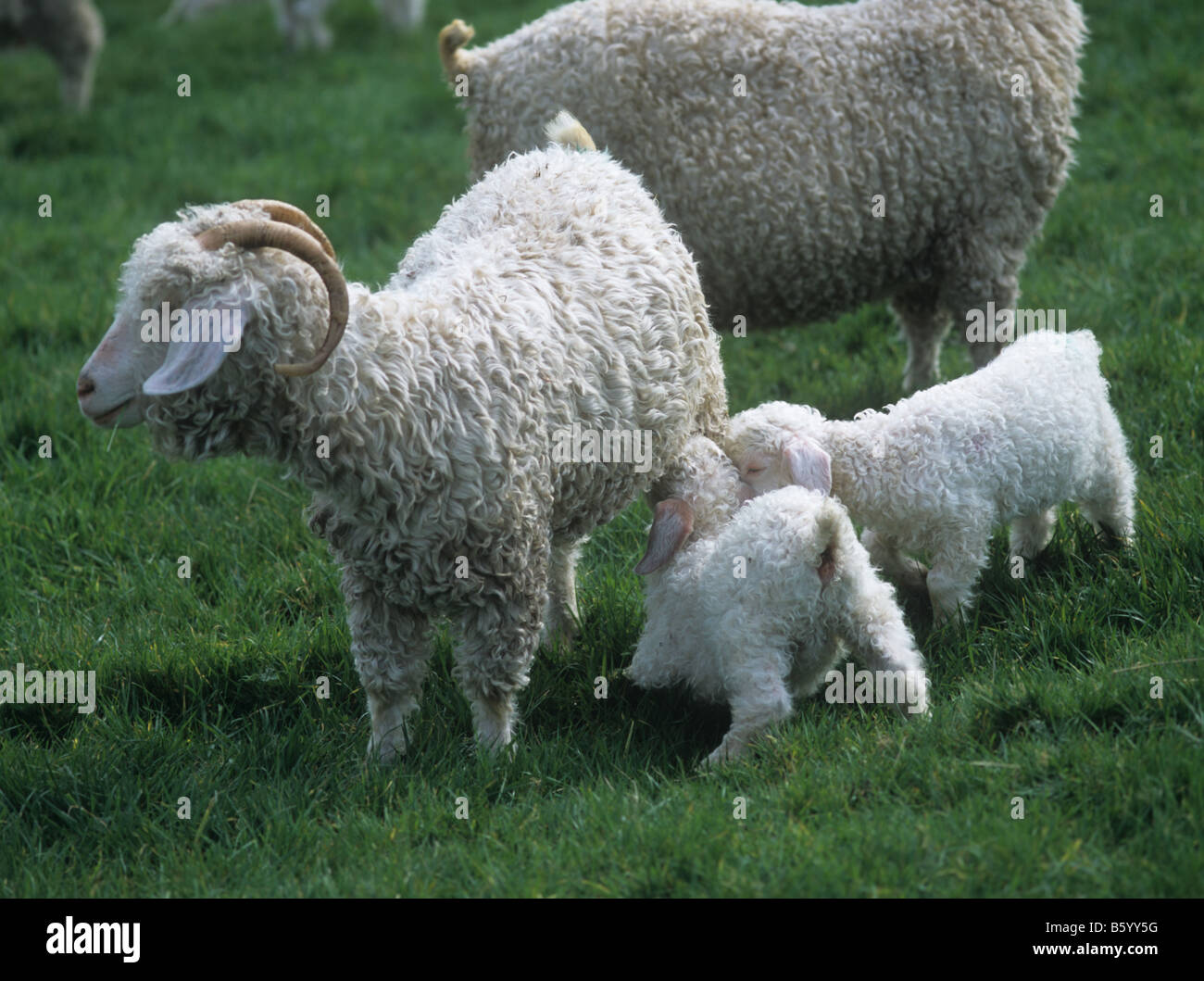 Angora goat doe being suckled by two young kids on good Devon grass pasture Stock Photo